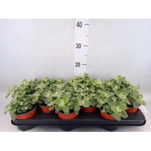 Helichrysum petiolare