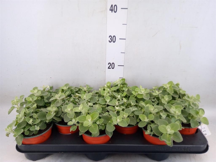 <h4>Helichrysum petiolare</h4>