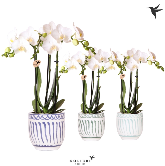 <h4>Kolibri Orchids Phalaenopsis white 3 spike in Granada pot blue</h4>