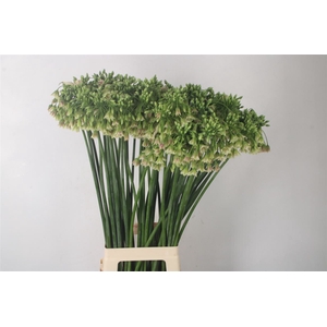 Allium Nect Siculum Bulgar