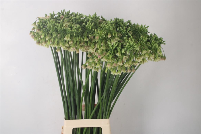 <h4>Allium Nect Siculum Bulgar</h4>