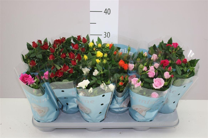 <h4>Rosa Beau Monde Gemengd</h4>