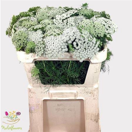 <h4>Ammi Visnaga Casablanca 75cm</h4>