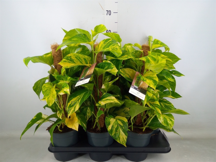 <h4>Epipremnum pinn.   ...moss stick</h4>