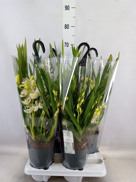 <h4>Cymbidium  'Ice Cascade'</h4>