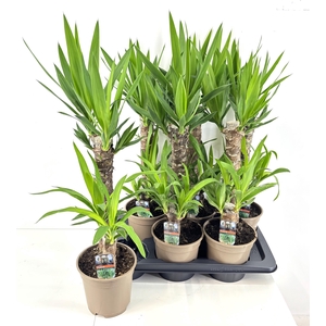 YUCCA