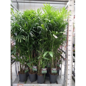 Chamaedorea seifrizii