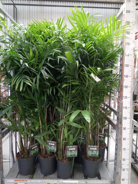 <h4>Chamaedorea seifrizii</h4>