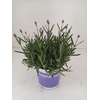 Lavandula angustifolia Hidcote
