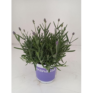 Lavandula angustifolia Hidcote
