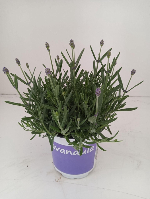 Lavandula angustifolia Hidcote