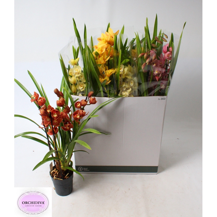 <h4>CYMB GEMENGD</h4>