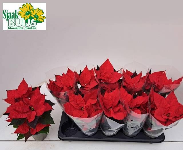 <h4>EUPHOR P CHR F RED</h4>