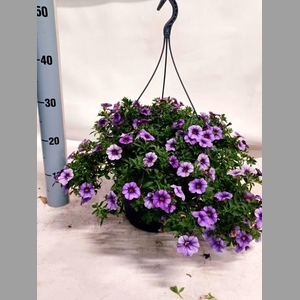 CALIB MINIF LAVENDER