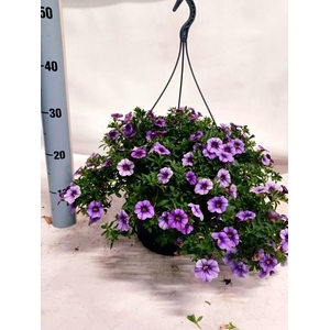 CALIB MINIF LAVENDER