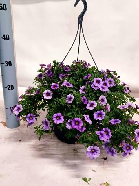 <h4>CALIB MINIF LAVENDER</h4>