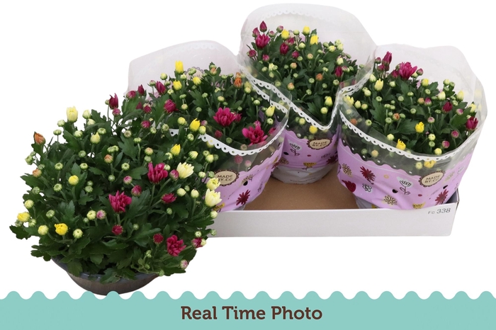 <h4>CHRYS GEM IN POT</h4>