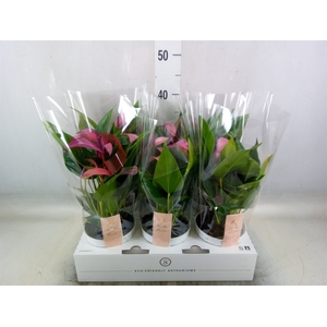 Anthurium  'Zizou'