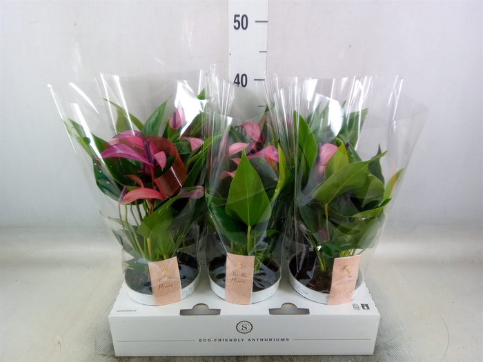 <h4>Anthurium  'Zizou'</h4>