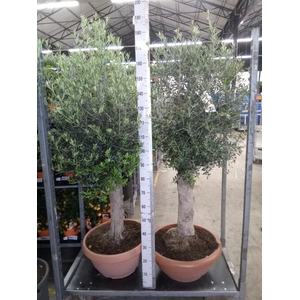 Olea europaea