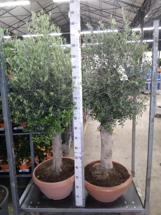 <h4>Olea europaea</h4>
