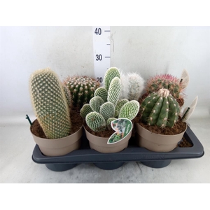 Cactus   ...mix