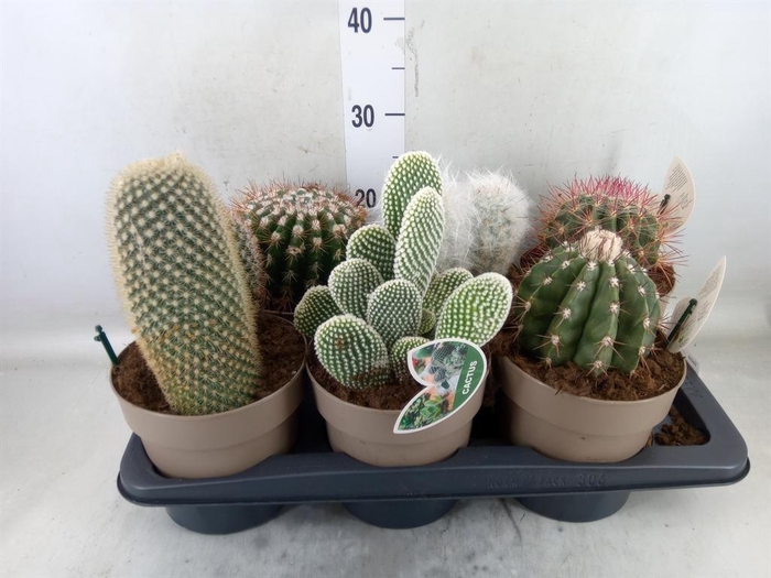 <h4>Cactus   ...mix</h4>