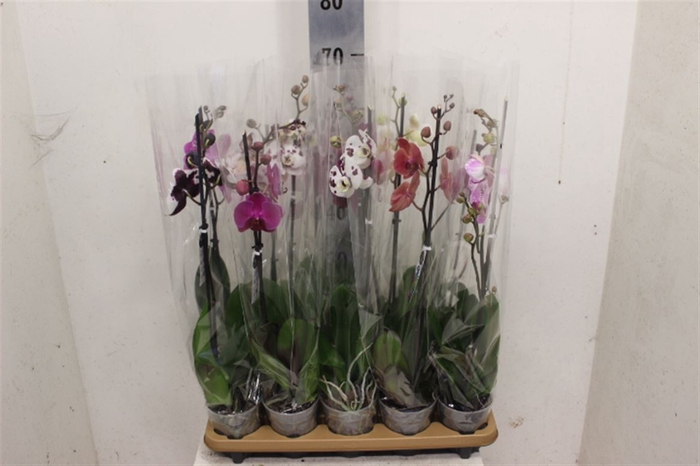<h4>Phal Gemengd 1 Tak</h4>