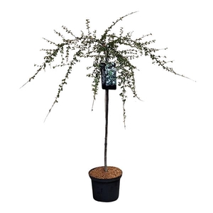 Cotoneaster suec. 'Coral Beauty' 80ST