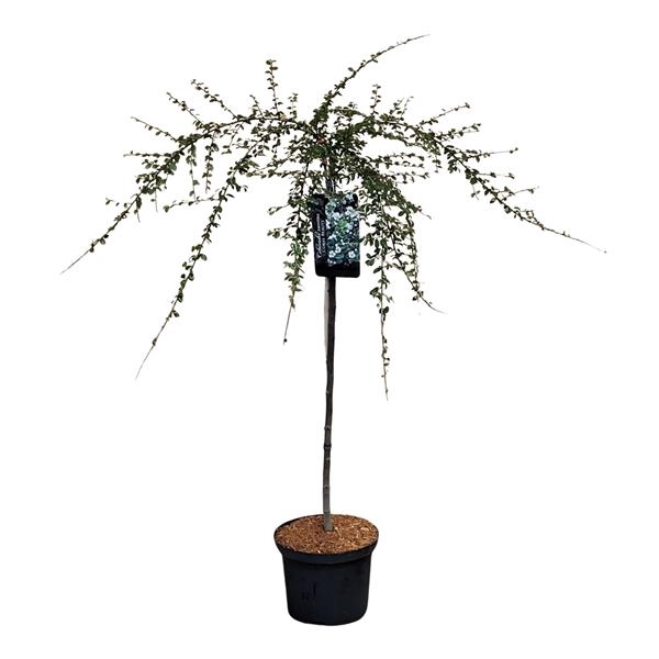 <h4>Cotoneaster suec. 'Coral Beauty' 80ST</h4>