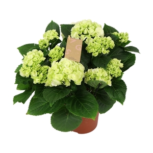 Hydrangea white 7/8 flowers