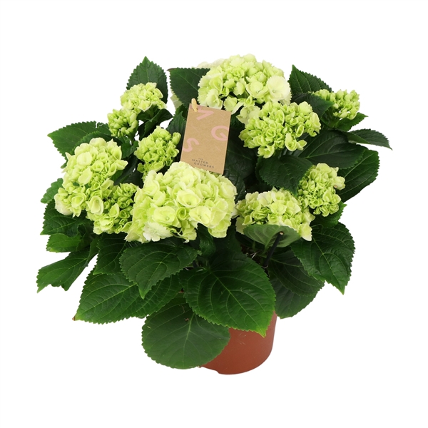 <h4>Hydrangea white 7/8 flowers</h4>