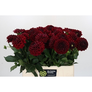Dahlia Cognac Brandy