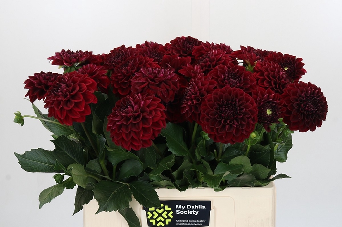 Dahlia Cognac Brandy