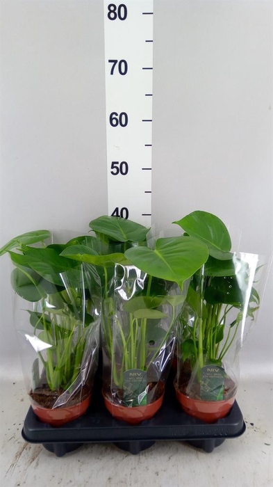 <h4>Monstera delic.</h4>