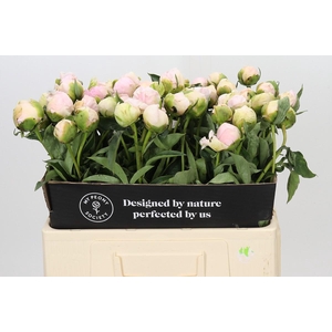 Paeonia Pink Snow