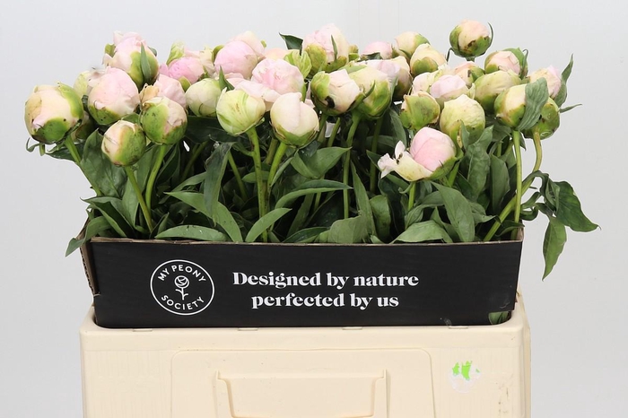 <h4>Paeonia Pink Snow</h4>
