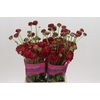 Ranunculus Romance Poodle Chaouen