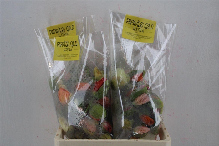 <h4>Papaver Mixed Extra P Stem</h4>