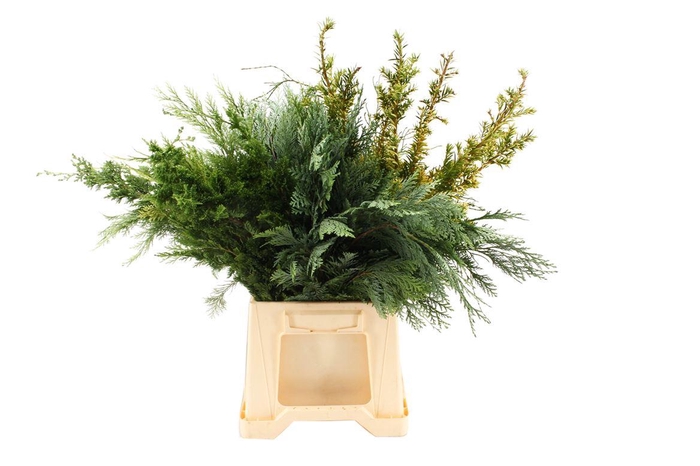 <h4>Conifeer Mix (5 Bos Per Emmer)</h4>