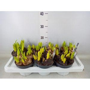 Hyacinthus orie. 'Multifl' ..mix 3