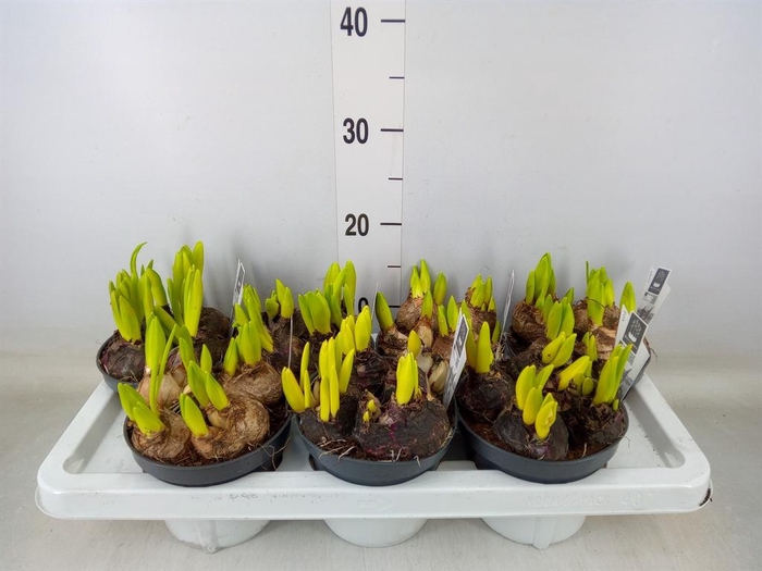 <h4>Hyacinthus orie. 'Multifl' ..mix 3</h4>