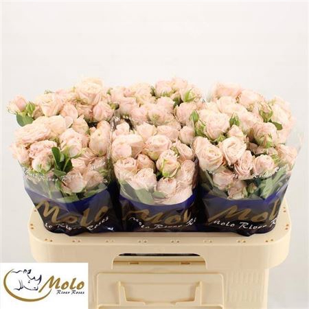 <h4>Rosa tros Bombastic</h4>