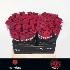 Rosa large red naomi! XL