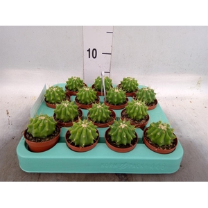 Ferocactus glaucescens