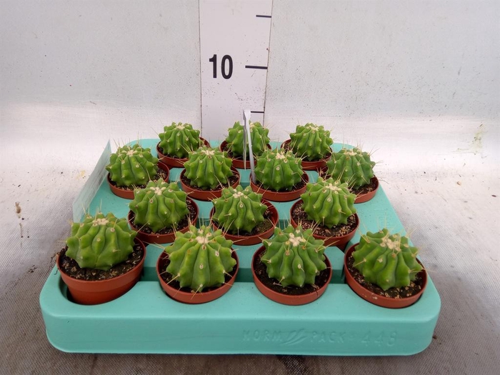 <h4>Ferocactus glaucescens</h4>
