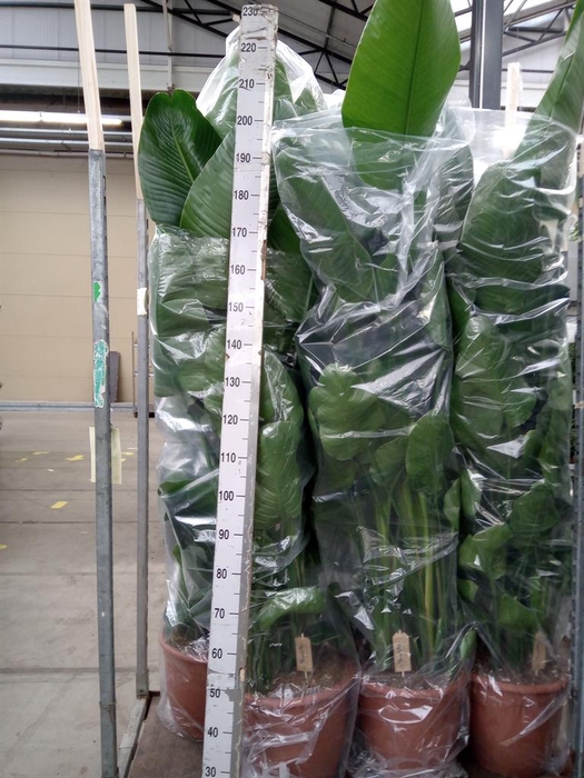 <h4>Strelitzia nicolai</h4>