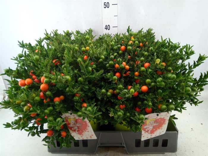 <h4>Solanum pseudocapsicum 'Megaball'</h4>