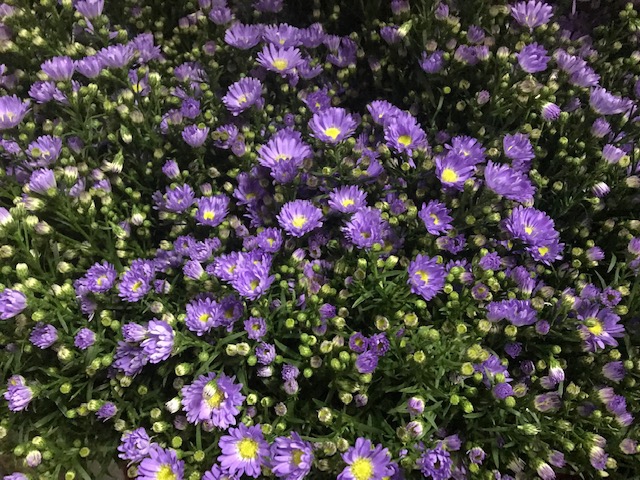 Aster Blue