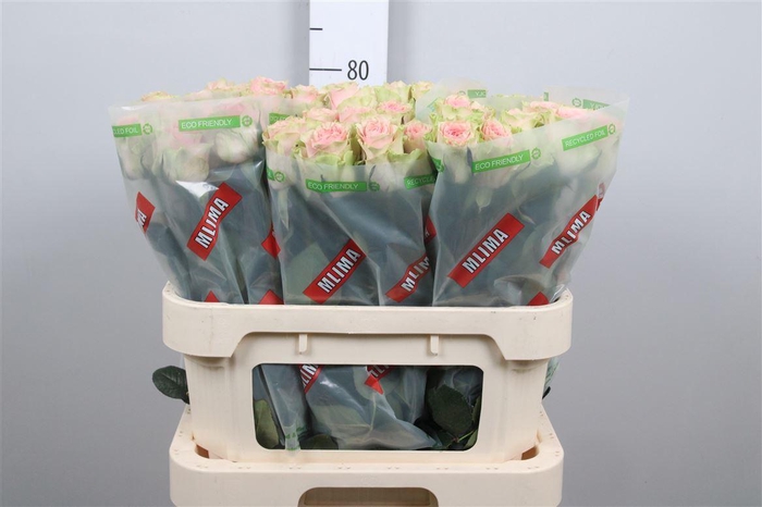 <h4>R Gr Frutteto</h4>